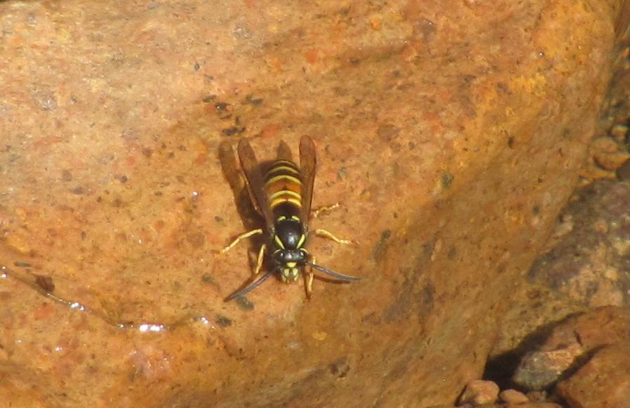 Calabrone? No. Vespula rufa rufa